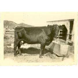 Photograph of the Anderson's farm showing a cowshed, ca.1932 