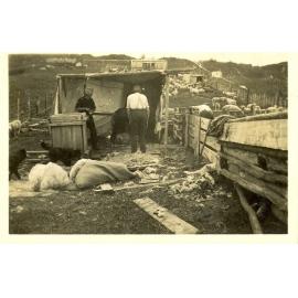 Photograph of the Anderson's farm at shearing time, ca.1935