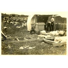 Photograph of the Anderson's farm at shearing time, ca.1935