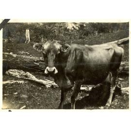 Photograph of the Anderson's farm showing clearing of land, ca.1935