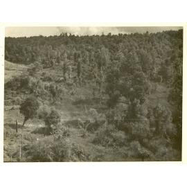 Photograph of Tui Ridge Farm: view of the "bush paddock", ca.1957