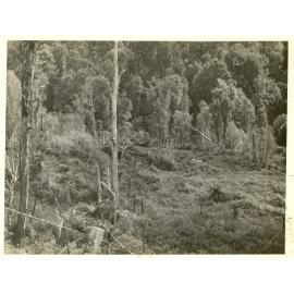 Photograph of Tui Ridge Farm: view to the northwest over the fence from the developed area, ca.1957