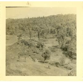 Photograph of Tui Ridge Farm showing bush to be cleared, ca.1957