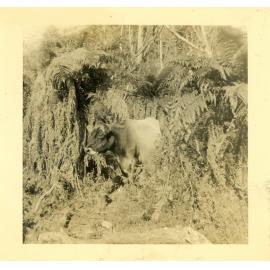 Photograph of Tui Ridge Farm showing Jersey stock, ca.1957