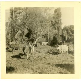 Photograph of Tui Ridge Farm showing cow herd, ca.1957