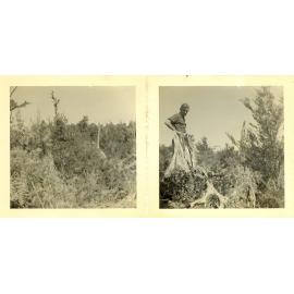 Two small photographs of Tui Ridge Farm bushland and Richard Robinson looking for boundary line, ca.1957