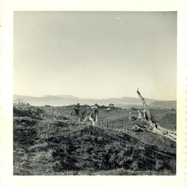 Photograph of Tui Ridge Farm showing view across to Mount Tarawera, ca.1957