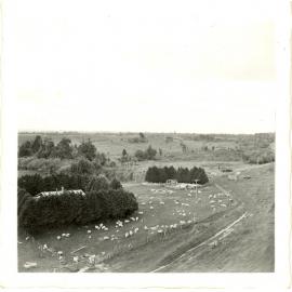 Photograph of Tui Ridge Farm showing the farmhouse surrounded by lawsoniana hedge, ca.1957