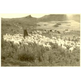 Photograph of Tui Ridge Farm showing sheep grazing, ca.1957