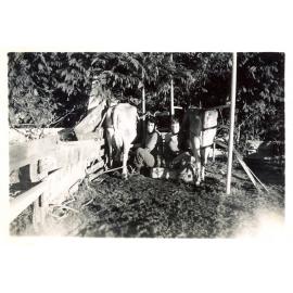 Photograph of Tui Ridge Farm owner Richard Robinson and his brother Tony Robinson, ca.1957