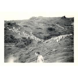 Photograph of Tui Ridge Farm with Richard Robinson in foreground, ca.1957