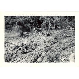 Photograph of Tui Ridge Farm's first tractor clearing scrub and blackberry, ca.1957