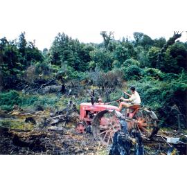 Photograph of Richard Robinson clearing scrub and blackberry, ca.1957
