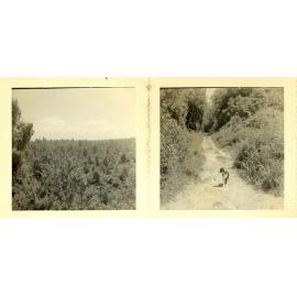 Two small photographs of Tui Ridge Farm, ca.1957