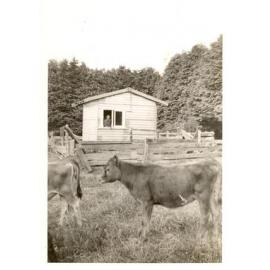 Photograph of Tui Ridge Farm showing small bach for the Robinson seniors, ca.1959