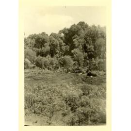 Photograph of Richard Robinson clearing bush, ca.1957