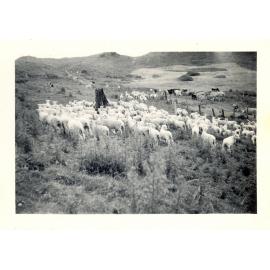 Photograph of Tui Ridge Farm flock, ca.1957