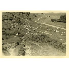 Photograph of Tui Ridge Farm, ca.1957