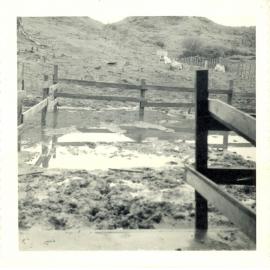 Photograph of Tui Ridge Farm cowshed and yards, ca.1958