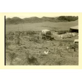 Photograph of Tui Ridge Farm cowshed, ca.1958