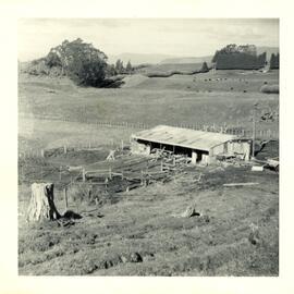 Photograph of Tui Ridge Farm cowshed, ca.1958