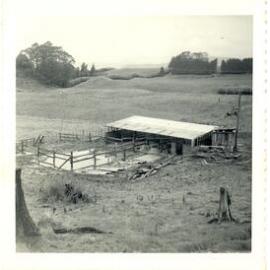 Photograph of Tui Ridge Farm cowshed, ca.1958