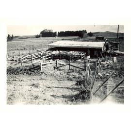Photograph of Tui Ridge Farm cowshed, ca.1958