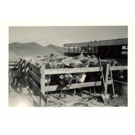 Photograph of Tui Ridge Farm cowshed, ca.1958