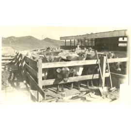 Photograph of Tui Ridge Farm cowshed, ca.1958
