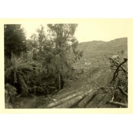 Photograph of possibly Richard Robinson driving a bulldozer, dragging logs, ca.1959