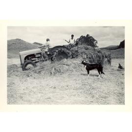 Photograph of haymaking process, ca.1959