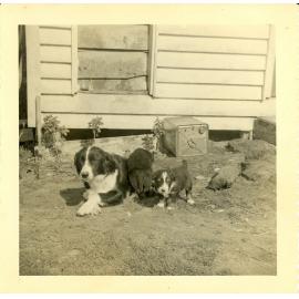 Photograph of Tui Ridge farm dog with pups, ca.1959
