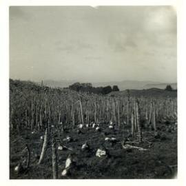 Photograph of Tui Ridge Farm stock feed of swedes, ca.1959