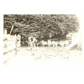Photograph of Richard Robinson sheep dagging, ca.1959