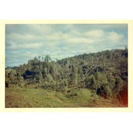 Photograph of Tui Ridge Farm, ca.1967