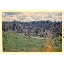 Photograph of Tui Ridge Farm showing logging, ca.1967