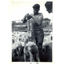 Photograph of Tui Ridge Farm showing lamb sale season, 1967