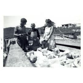 Photograph of Tui Ridge Farm showing lamb sale season, 1967
