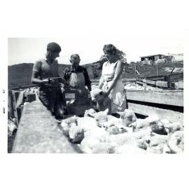 Photograph of Tui Ridge Farm showing lamb sale season, 1967