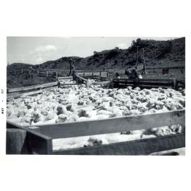 Photograph of Tui Ridge Farm showing lamb sale season, 1967