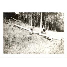 Photograph of Tui Ridge Farm showing the logging of Tawa, ca.1969