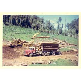 Photograph of Tui Ridge Farm showing the logging of Tawa, ca.1969
