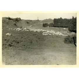 Photograph of Tui Ridge Farm, ca.1969