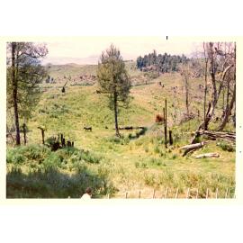 Photograph of Tui Ridge Farm, ca.1969