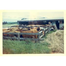 Photograph of Tui Ridge Farm herd, ca.1960s