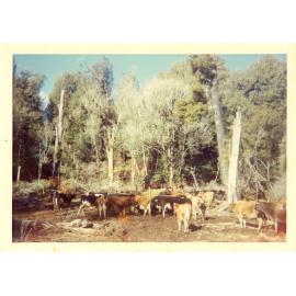 Photograph of Tui Ridge Farm herd, ca.1960s