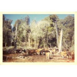 Photograph of Tui Ridge Farm herd, ca.1960s