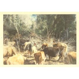 Photograph of Tui Ridge Farm herd, ca.1960s
