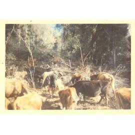 Photograph of Tui Ridge Farm herd, ca.1960s
