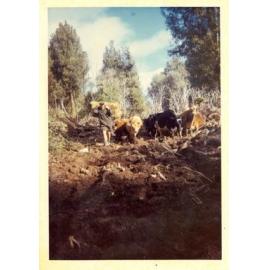 Photograph of Tui Ridge Farm herd, ca.1960s
